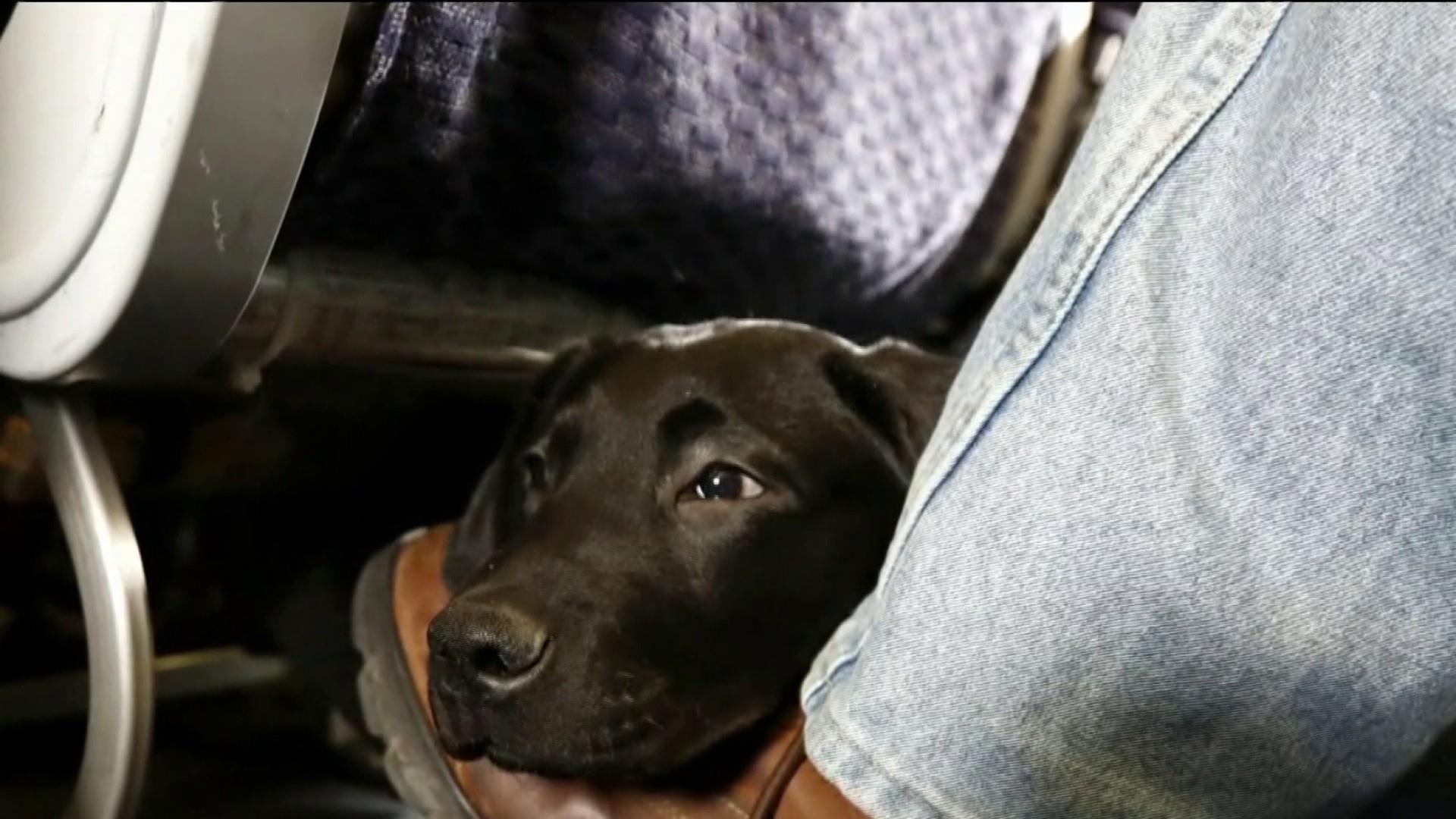 Dogs are the only service animals allowed to fly on passenger planes, DOT  rules