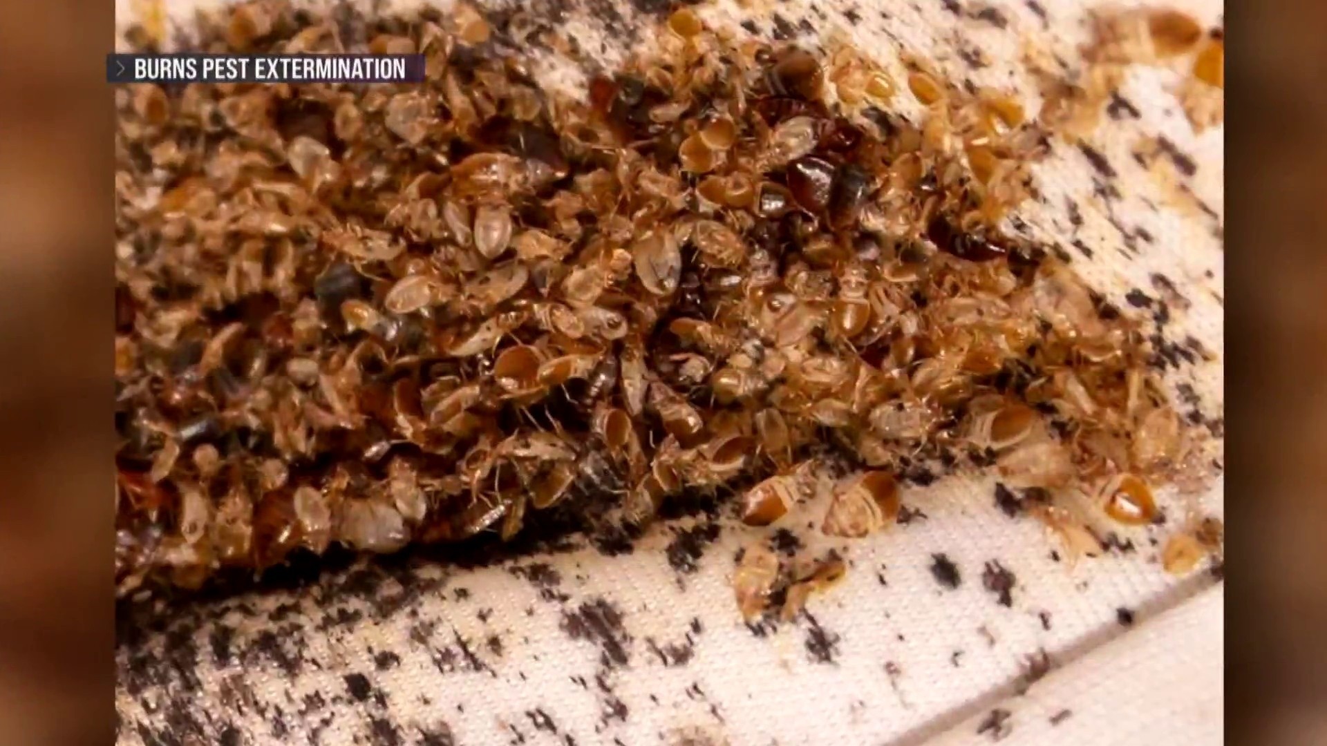 Bed bug infestation sweeps Paris with concerns the pests will