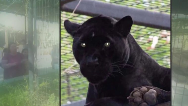 cougar panther jaguar woman
