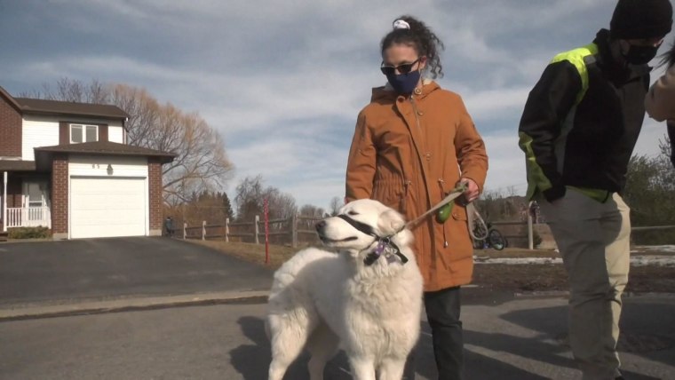 Hero dog stops traffic during owner's seizure in video footage
